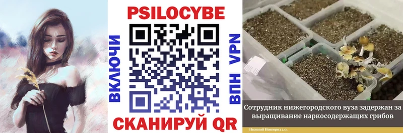 Псилоцибиновые грибы Cubensis  omg как войти  Бородино  купить наркоту 